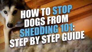 How to Stop Dogs from Shedding (Step-by-Step Guide)