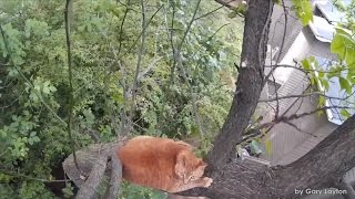Watch How This Cat Got Saved After Being Stuck In Tree For 3 Days