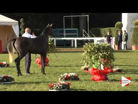 N.62 AMAZING LEILA - Arezzo 2015 - Fillies 1 year old (Class 7A)