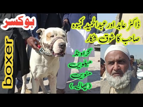 Bully kutta boxer | heavy body bully kutta | Dr. Abid and Abdul Hameed Kamboh's hobby