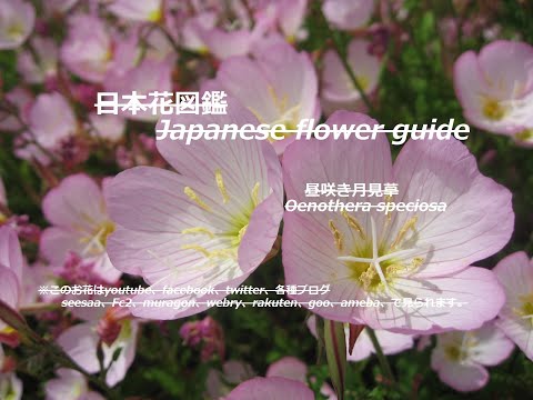 園芸 ピンクの月見草、ピンクの月見草、ピンクの月見草