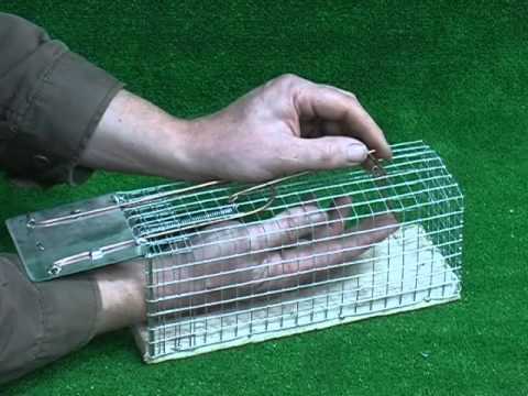 Small rat trap setting