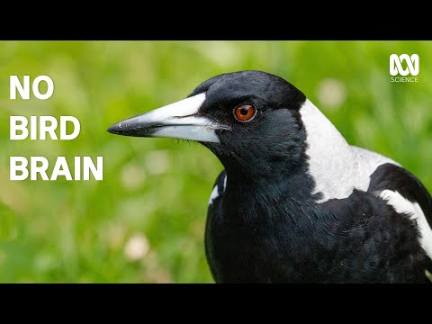The Urban Success of Magpies: Exploring Their Adaptability and Intelligence