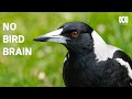 Magpies are even smarter than you think | Catalyst