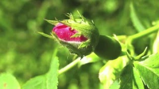 Herramientas necesarias para plantar y cuidar rosas