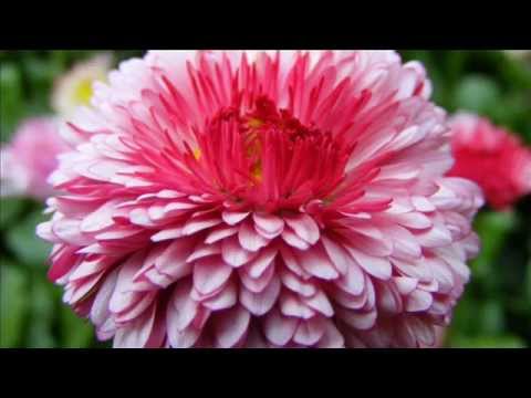 Se As Flores Pudessem Falar video