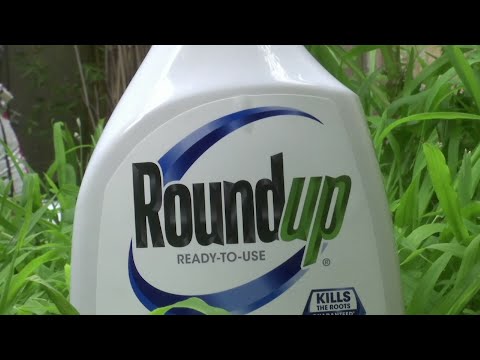 A jury in federal court in San Francisco will decide whether Roundup weed killer caused a California man's cancer in a trial starting Monday that plaintiffs' attorneys say could help determine the fate of hundreds of similar lawsuits. (Feb 25)