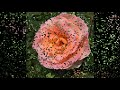 Honey Suckle Rose ( Cover ) Composed by Fats Waller Lyrics by Andy Razaf Performed Peter Feehan