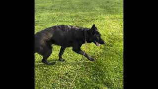 Video preview image #1 German Shepherd Dog Puppy For Sale in Emmett, ID, USA