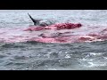Whale Explodes