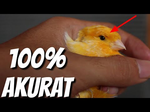 Bagaimana membawa pada impotensi pria Minyak zaitun dari potensi