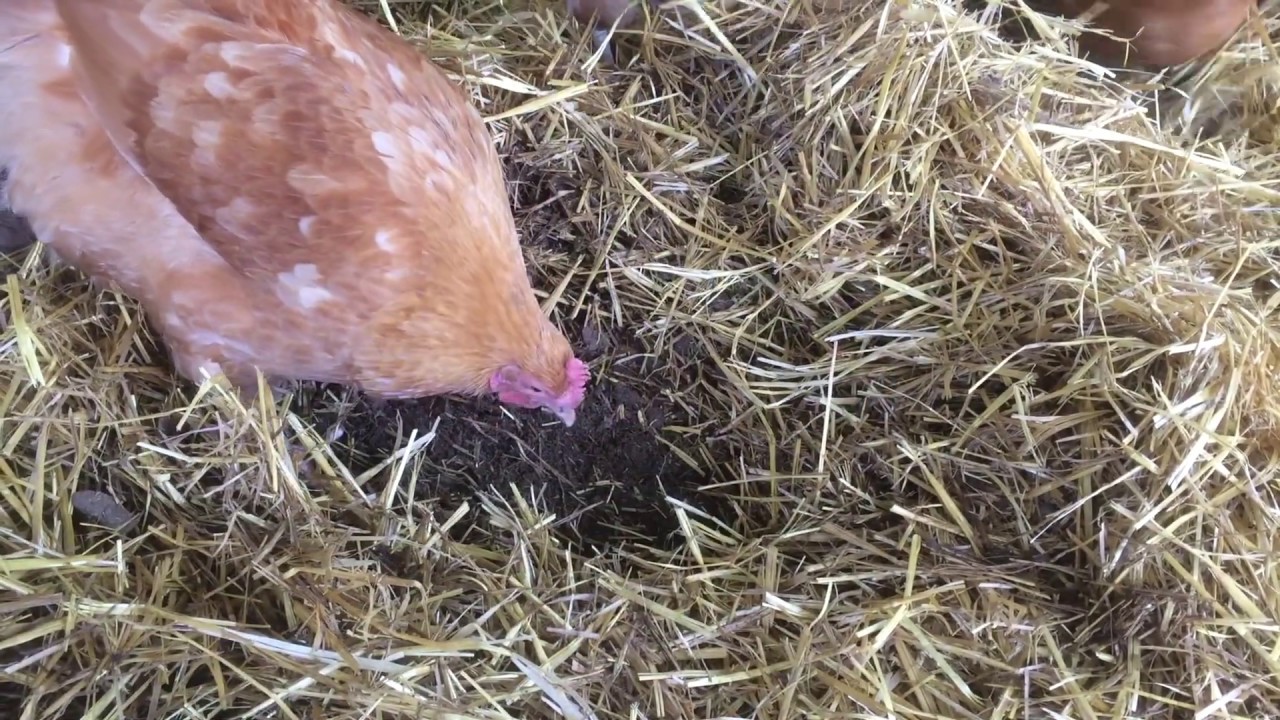 Bedding Analysis: Straw