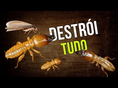Termites - how to prevent and eliminate this pest