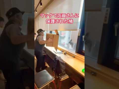 マックで店員さんに保護された鳩(無事に窓から外へ)