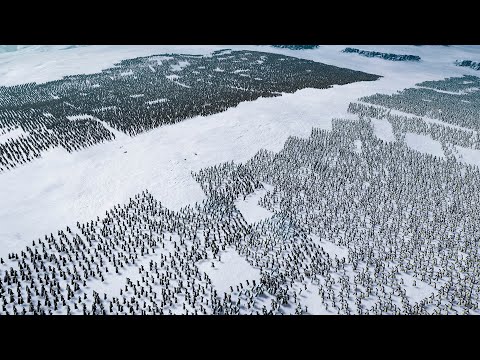 75.000 WEST KINGDOMS vs 62.000 DWARFS | Epic Fantasy Battle Simulator