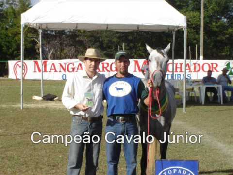 Mangalarga Marchador - Faraoeste do Lumiar