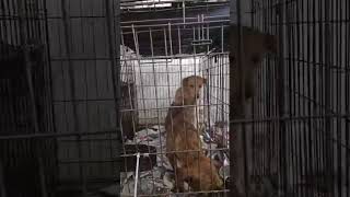 Video preview image #1 Chihuahua-Unknown Mix Puppy For Sale in Virginia Beach, VA, USA