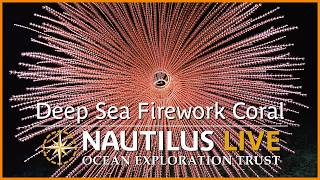 Pink Precious & Firework Corals near Wake Atoll | Nautilus Live