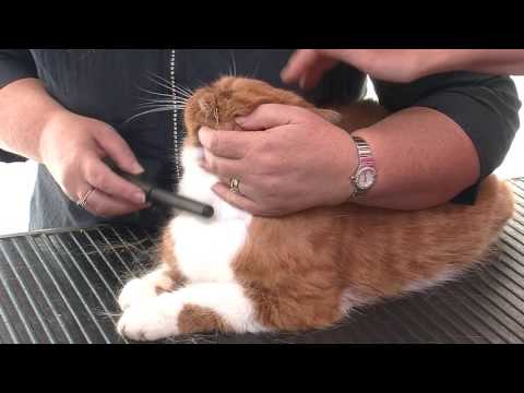 download lagu mp3 mp4 Cat Grooming School, download lagu Cat Grooming School gratis, unduh video klip Cat Grooming School