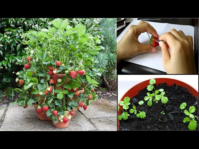 הגיית וידאו של strawberry בשנת אנגלית