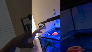 How The Drifter Reef Tank Aquarium Fish Feeder WORKS!