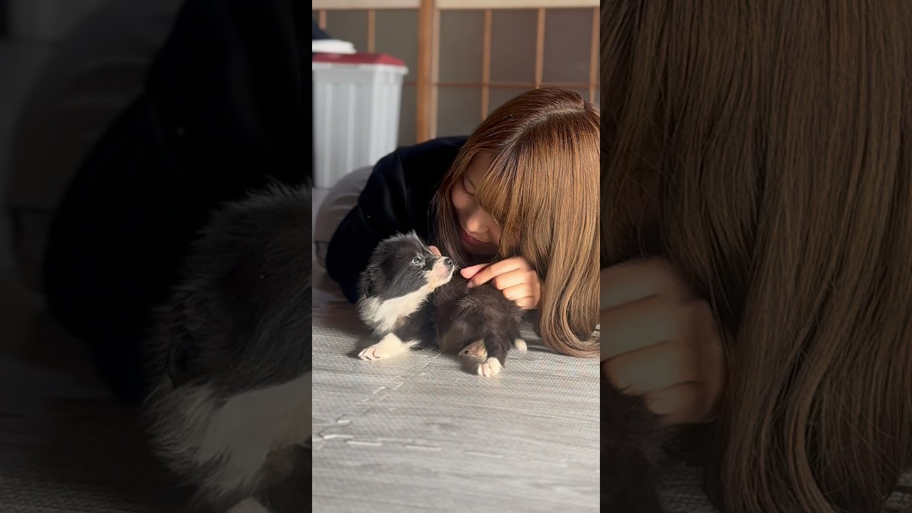 名前を呼ばれたら嬉しそうに歩いて来る子犬が可愛すぎる #dog #doglife #puppy