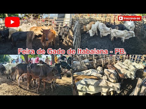 FEIRA DO GADO DE ITABAIANA - PB. ✅08/03/2026✅