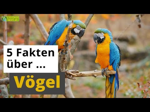 5 Fakten über Vögel: Strauß, Pinguin, Kolibri & Co. - Tier-Doku für Kinder
