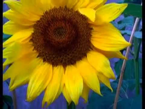 Malcolm Joseph - Love..thats the key feat Mikey Red.mov