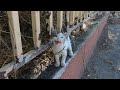 Cute Kitten Meowing Loudly Because So Hungry