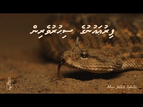 Firaun ge sihuruverin - Ali Rameez
