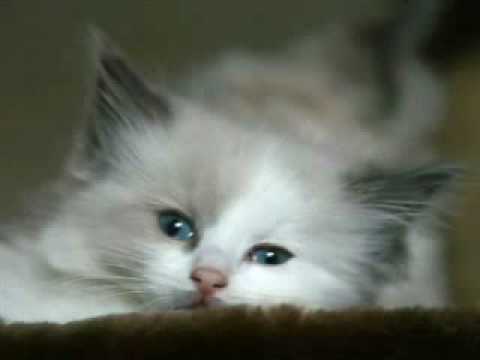 trešnjevački mališani-gladni mačak