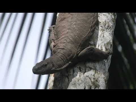 Two monitor lizard climbing tree  to compete