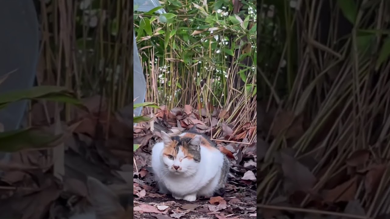 【過去動画】お尻をフリフリして急に走り出すみぃ〜ちゃん。#猫動画ショート