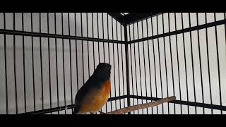 Download lagu Tledekan gunung nyuling santai rangsangan burung anda biar buka paruh & gacor mp3