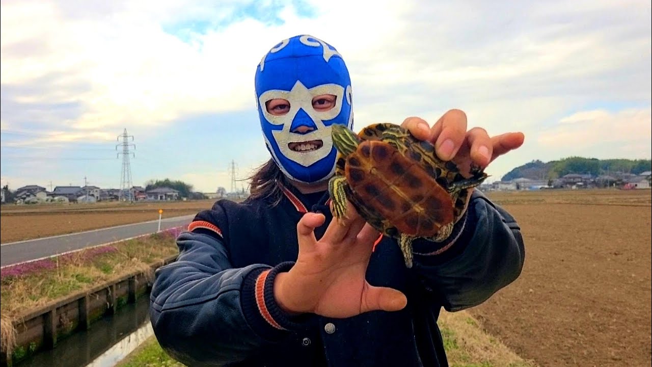 春なので亀を拾った