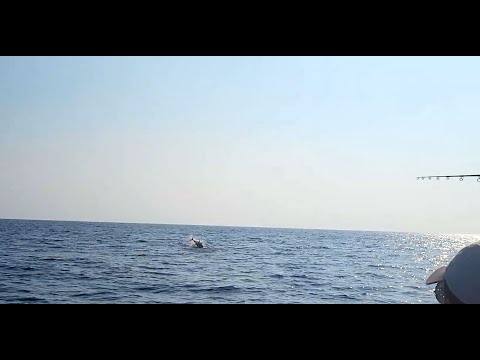 Tuna Fishing Lebanon   Aqua Sport