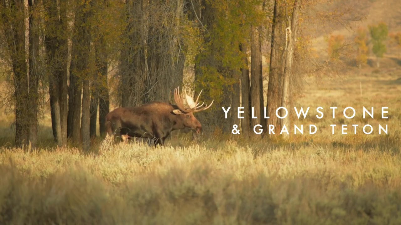 Video Yellowstone & Grand Teton.