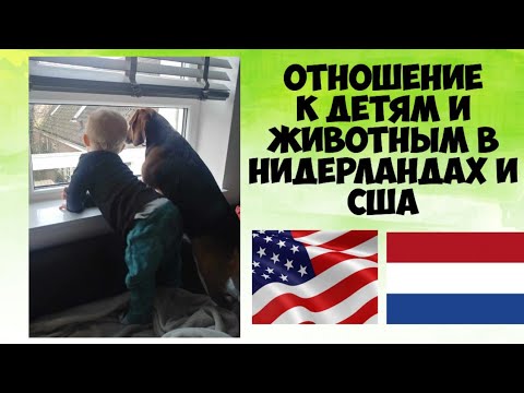 Отношение к детям и животным в Нидерландах и США