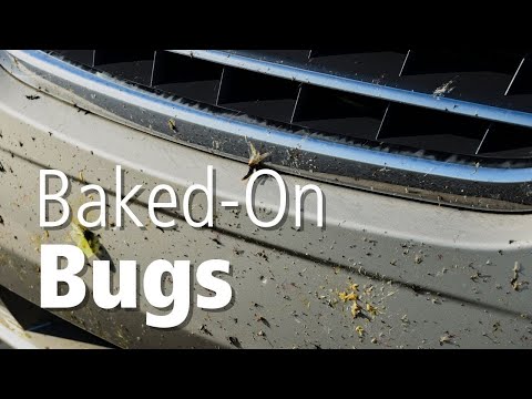 How To Clean Bugs Off Your Car