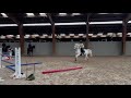Poney de selle fran&ccedil;ais v&eacute;ritable maitre d'&eacute;cole 