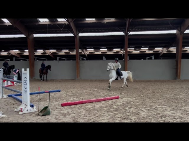 Poney de selle fran&ccedil;ais v&eacute;ritable maitre d'&eacute;cole 