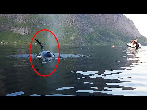 Plutselig er spekkhoggeren bare få meter fra kajakken