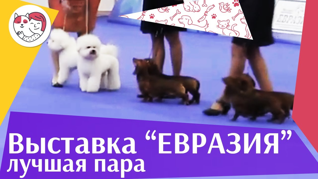 Best in show Лучшая пара 19 03 17 на Евразии ilikepet