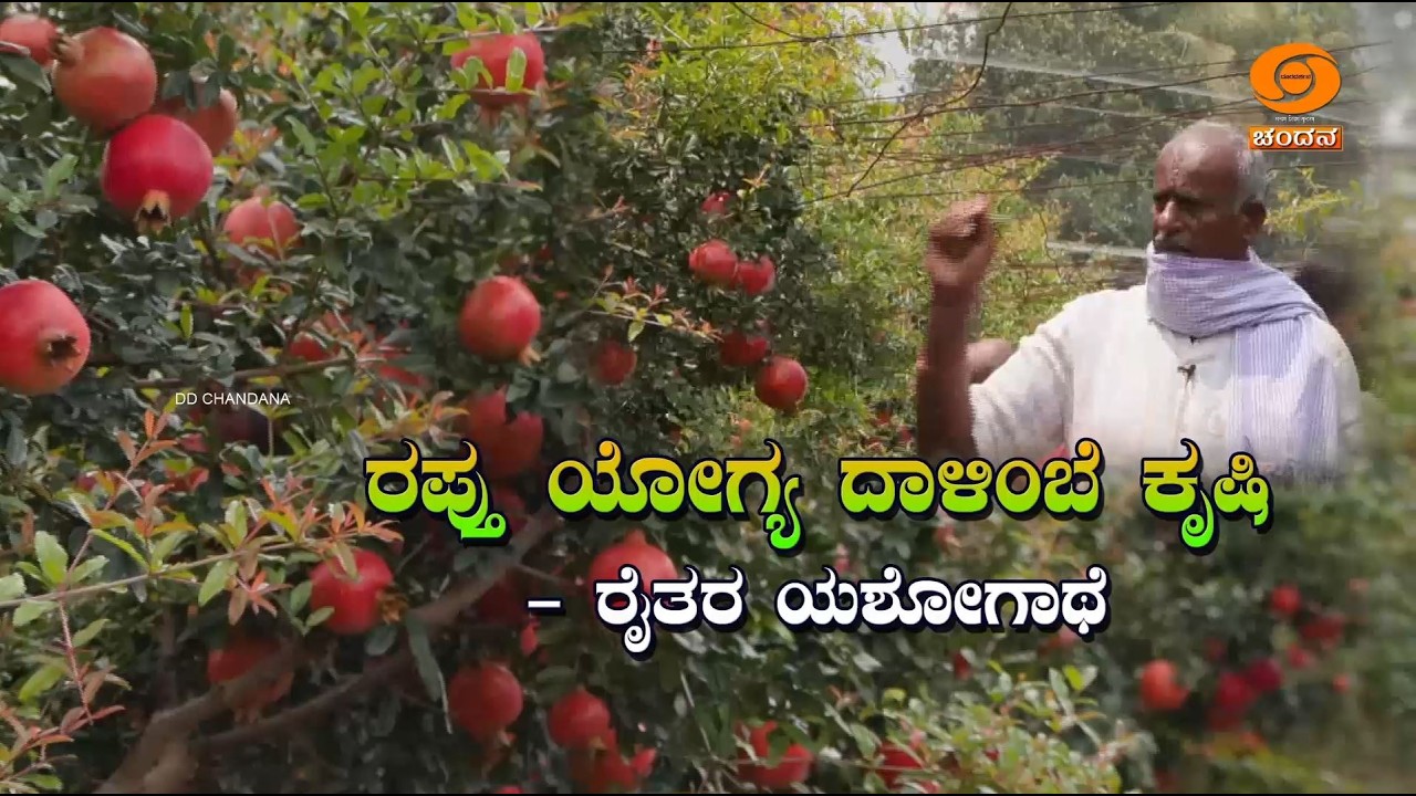 ಕೃಷಿ ದರ್ಶನ | Krishi Darshan |  ರಫ್ತು ಯೋಗ್ಯ ದಾಳಿಂಬೆ ಕೃಷಿ - ಮುನಿರಾಜು  | DD Chandana
