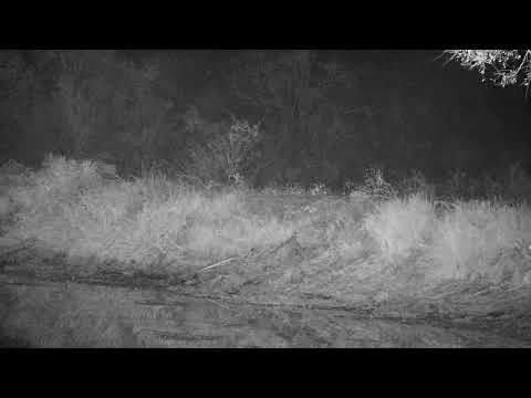 Djuma: Duiker walking on wall-maybe saw the Hyenas and went back the other way - 24:26 - 07/25/21