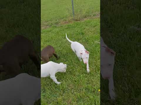 Boone - Sponsored, an adoptable Pit Bull Terrier & Great Dane Mix in Cookeville, TN_image-1
