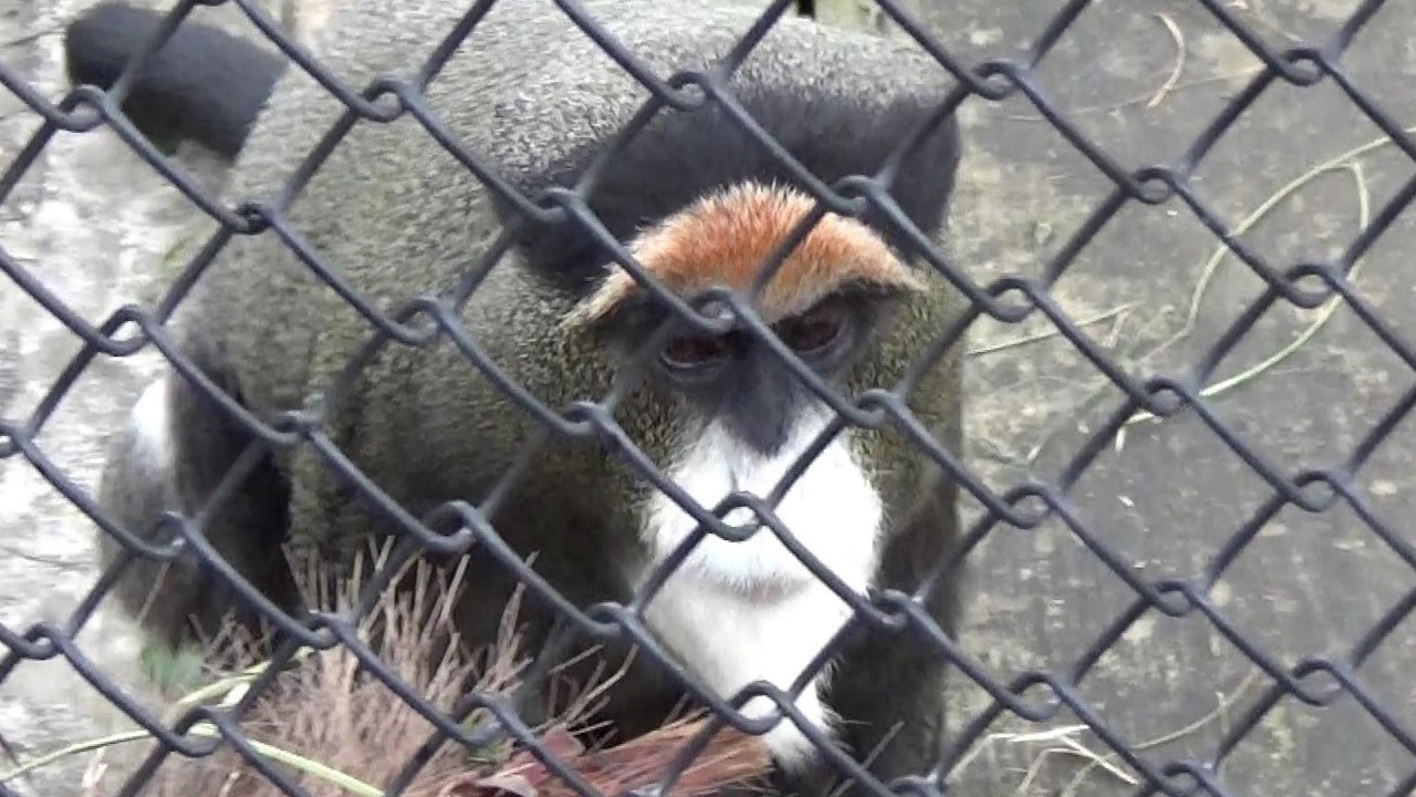 コロコロして可愛いブラッザグエノン♥ Cute de brassa's guenon  【Cute animal videos】
