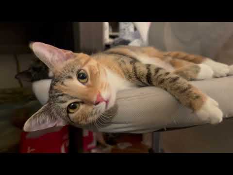 Video of adoptable pet named Lilibeth and Rosalia
