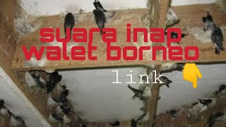 Download lagu Suara inap walet BORNEO mp3 Download lagu Suara inap walet BORNEO mp3